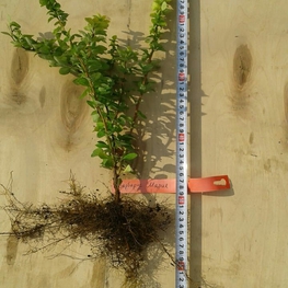 Барбарис Тунберга Мария (Berberis thunbergii 'Maria')