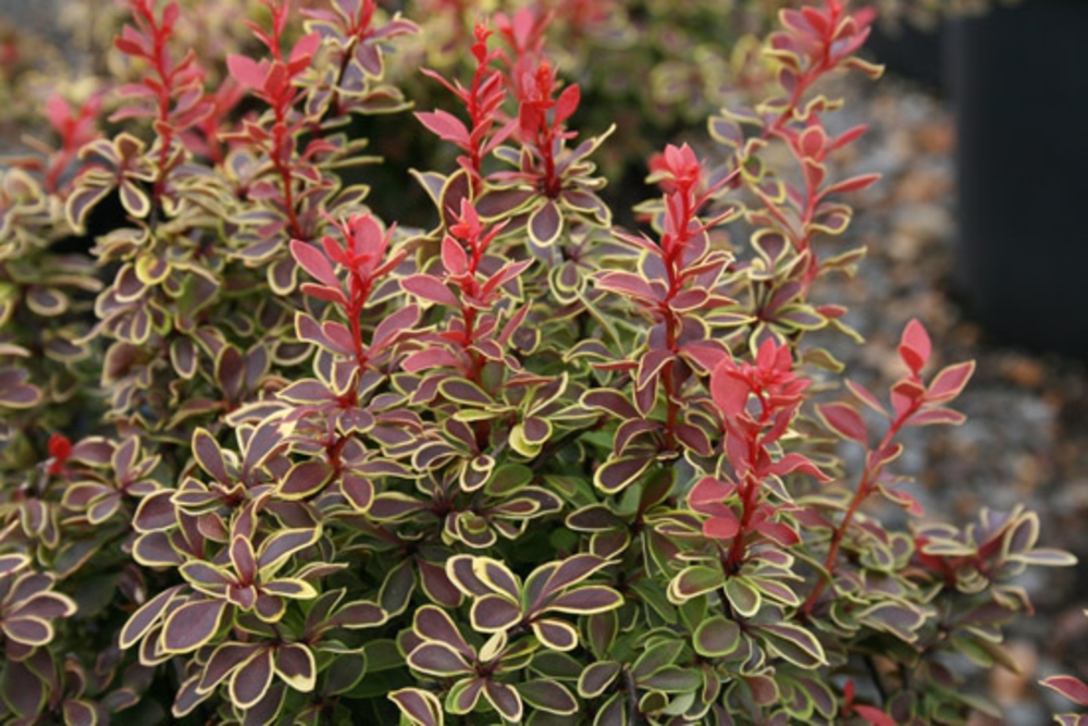 Барбарис Тунберга Коронита (Berberis thunbergii 'Coronita')