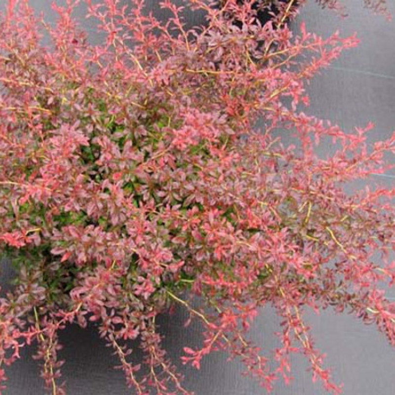 Барбарис Тунберга Оранж Дрим (Berberis thunbergii 'Orange Dream')