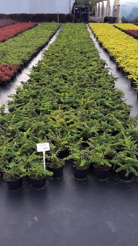 Барбарис Тунберга Грин Карпет (Berberis thunbergii 'Green Carpet')