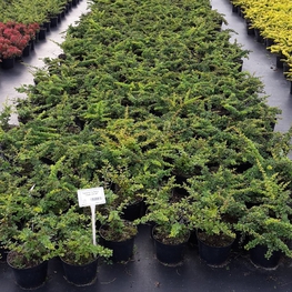 Барбарис Тунберга Грин Карпет (Berberis thunbergii 'Green Carpet')