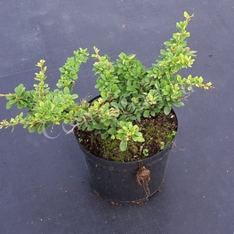 Барбарис Тунберга Грин Карпет (Berberis thunbergii 'Green Carpet')