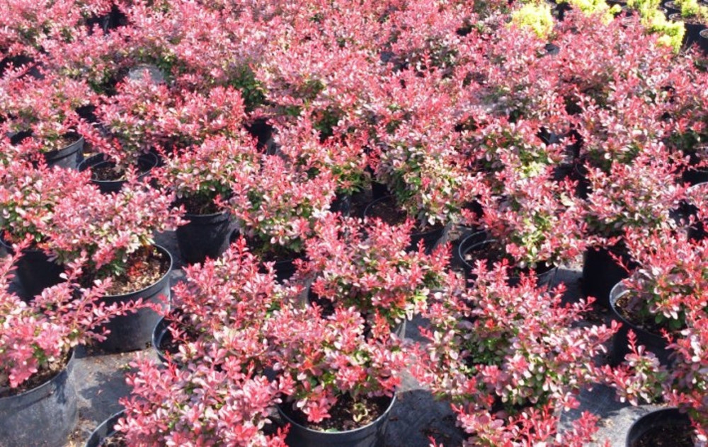 Барбарис Тунберга Атропурпуреа Нана (Berberis thunbergii 'Atropurpurea Nana')