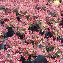Барбарис Тунберга Атропурпуреа Нана (Berberis thunbergii 'Atropurpurea Nana')