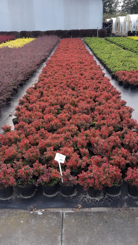 Барбарис Тунберга Адмирейшн (Berberis thunbergii 'Admiration')