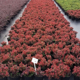 Барбарис Тунберга Адмирейшн (Berberis thunbergii 'Admiration')