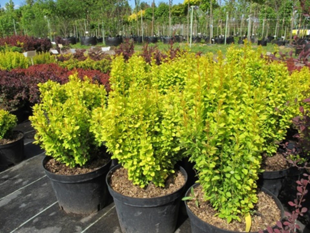 Барбарис Тунберга Голден Торч (Berberis thunbergii 'Golden Torch')
