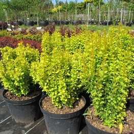 Барбарис Тунберга Голден Торч (Berberis thunbergii 'Golden Torch')