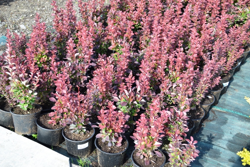 Барбарис Тунберга Ред Рокет (Berberis thunbergii 'Red Rocket')