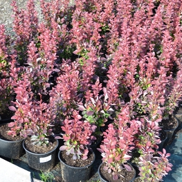 Барбарис Тунберга Ред Рокет (Berberis thunbergii 'Red Rocket')