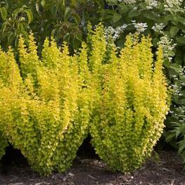 Барбарис Тунберга Голден Рокет (Berberis thunbergii 'Golden Rocket')