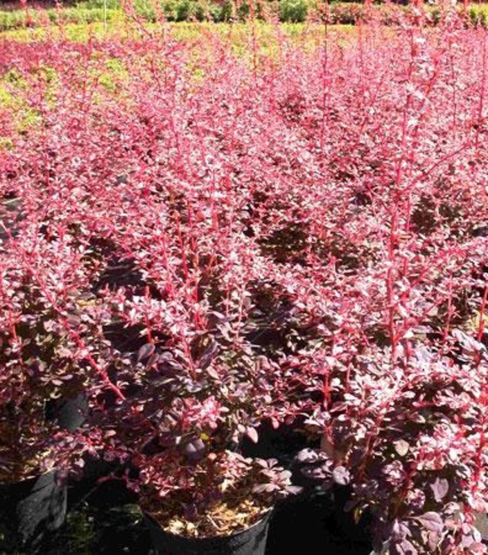 Барбарис Тунберга Роуз Глоу (Berberis thunbergii 'Rose Glow')