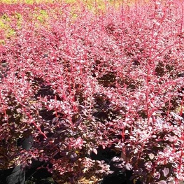 Барбарис Тунберга Роуз Глоу (Berberis thunbergii 'Rose Glow')