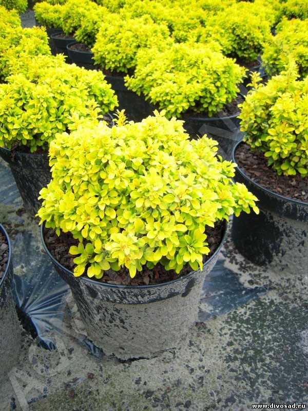 Барбарис Тунберга Тайни Голд (Berberis thunbergii 'Tiny Gold')