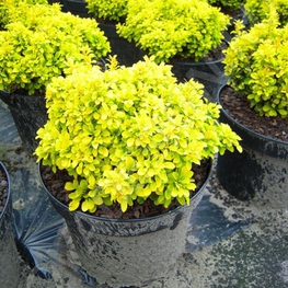 Барбарис Тунберга Тайни Голд (Berberis thunbergii 'Tiny Gold')