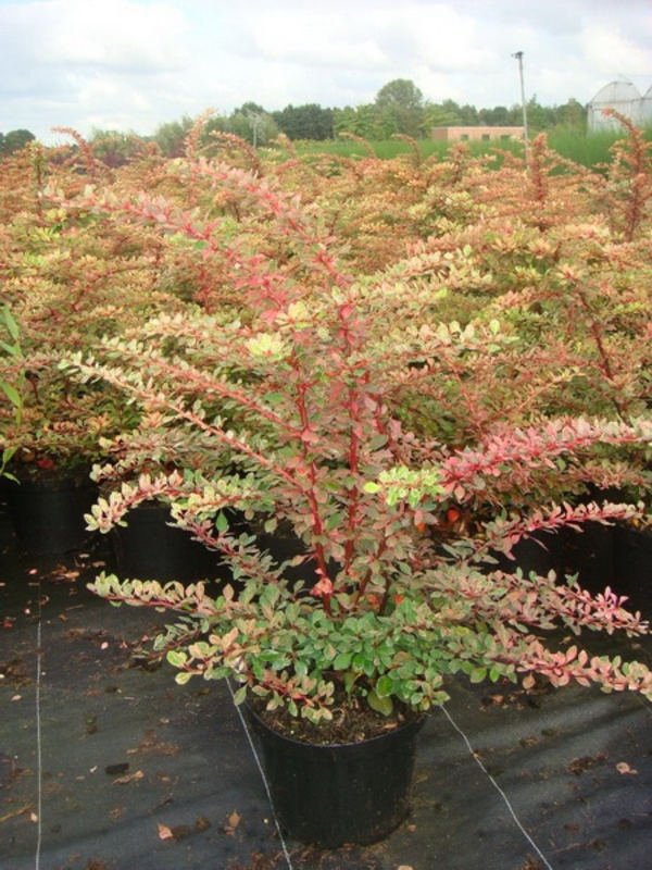 Барбарис Тунберга Старберст (Berberis thunbergii 'Starburst')