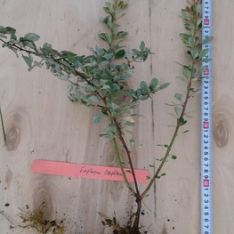 Барбарис Тунберга Старберст (Berberis thunbergii 'Starburst')