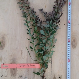 Барбарис Тунберга Ред Пиллар (Berberis thunbergii 'Red Pillar')