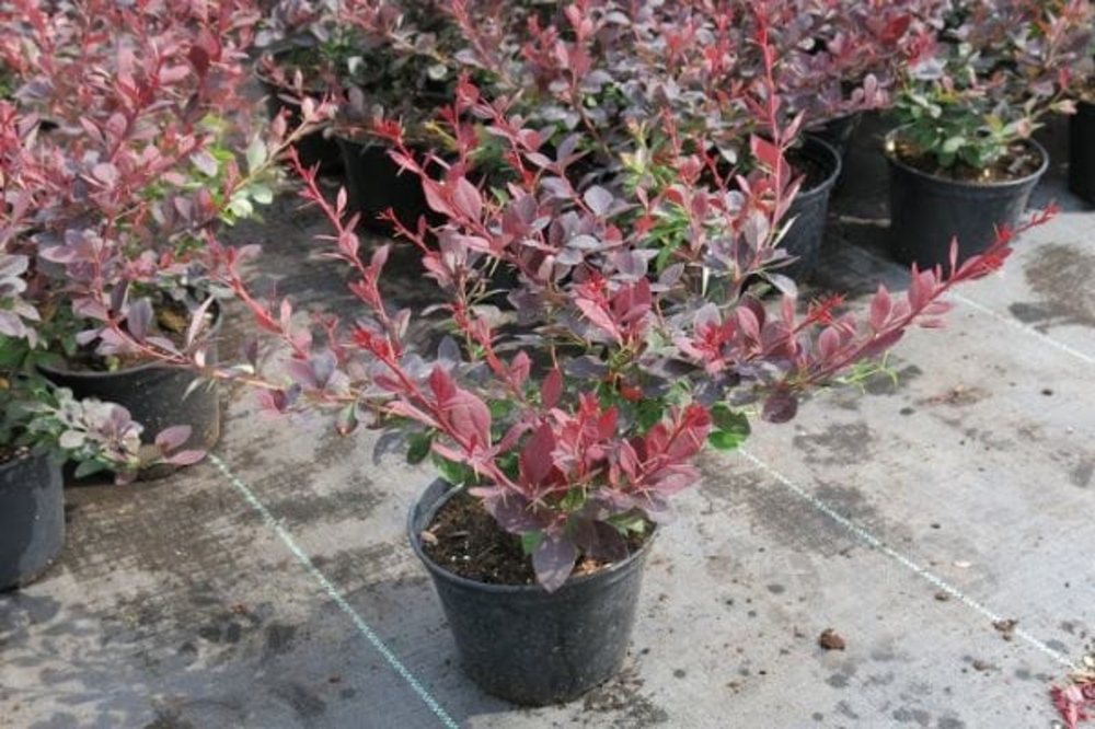 Барбарис оттавский Аурикома (Berberis × ottawensis 'Auricoma')