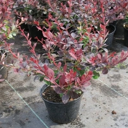 Барбарис оттавский Аурикома (Berberis × ottawensis 'Auricoma')