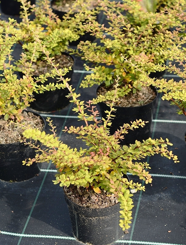 Барбарис Тунберга Грин Орнамент (Berberis thunbergii 'Green Ornament')
