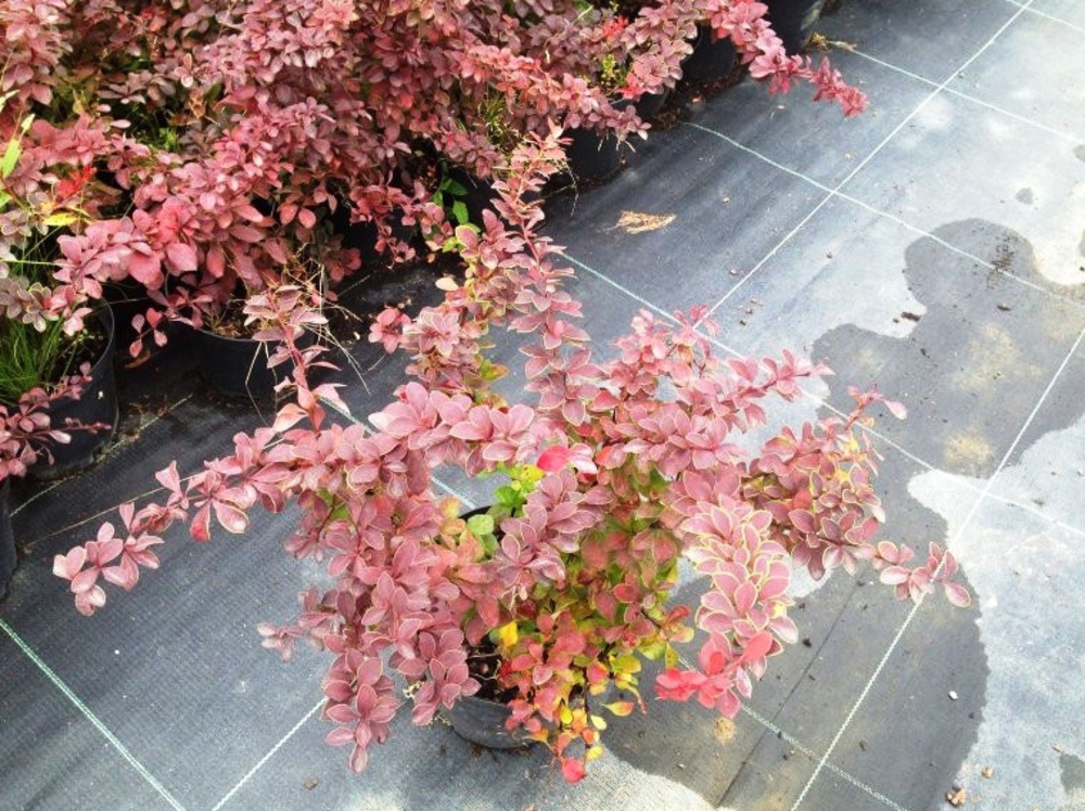 Барбарис Тунберга Голден Ринг (Berberis thunbergii 'Golden Ring')