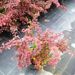 Барбарис Тунберга Голден Ринг (Berberis thunbergii 'Golden Ring')