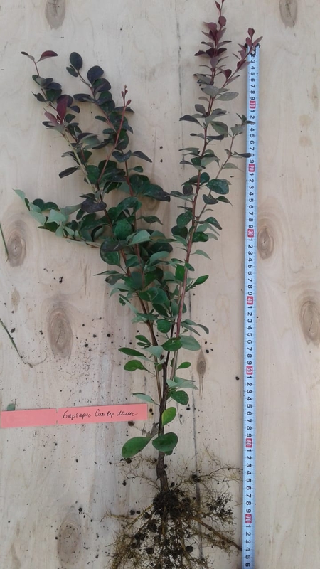 Барбарис оттавский Сильвер Майлз (Berberis × ottawensis 'Silver Miles')