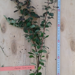 Барбарис оттавский Сильвер Майлз (Berberis × ottawensis 'Silver Miles')