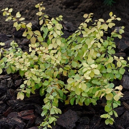Барбарис Тунберга Голден Хорайзон (Berberis thunbergii 'Golden Horizon')
