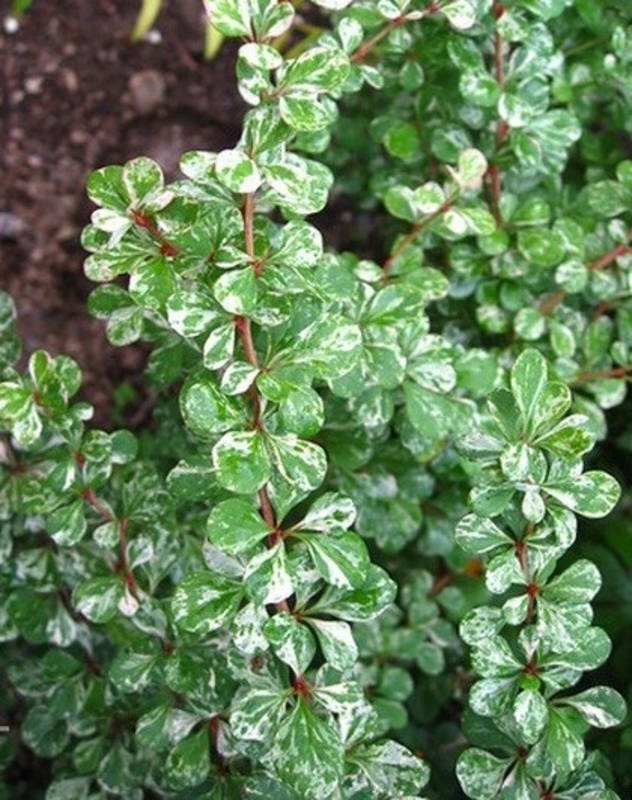 Барбарис Тунберга Келлерис (Berberis thunbergii 'Kelleriis')