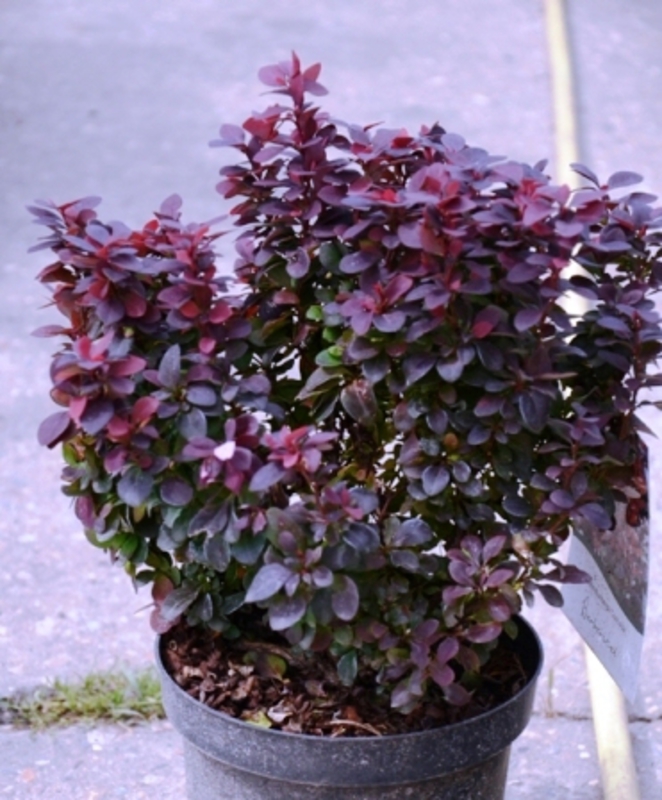 Барбарис Тунберга Конкорд (Berberis thunbergii 'Concorde')