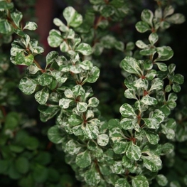 Барбарис Тунберга Корник (Berberis thunbergii 'Kornik')