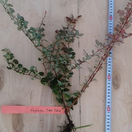 Барбарис Тунберга Пинк Квин (Berberis thunbergii 'Pink Queen')