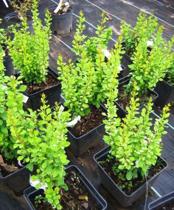 Барбарис Тунберга Поувоу (Berberis thunbergii 'Powwow')