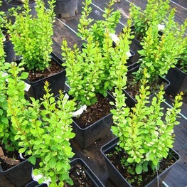 Барбарис Тунберга Поувоу (Berberis thunbergii 'Powwow')