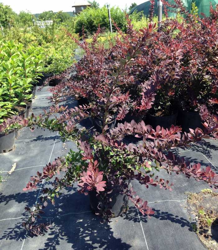 Барбарис Тунберга Ред Диджей (Berberis thunbergii 'Red DJ')