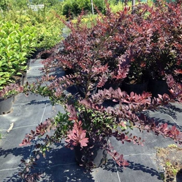 Барбарис Тунберга Ред Диджей (Berberis thunbergii 'Red DJ')