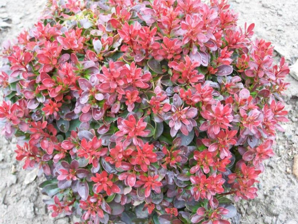 Барбарис Тунберга Багатель (Berberis thunbergii 'Bagatelle')