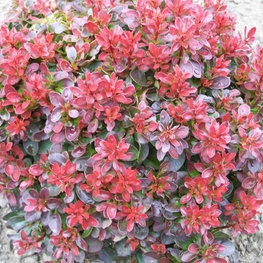 Барбарис Тунберга Багатель (Berberis thunbergii 'Bagatelle')
