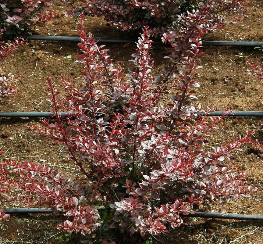Барбарис Тунберга Кармен (Berberis thunbergii 'Carmen')