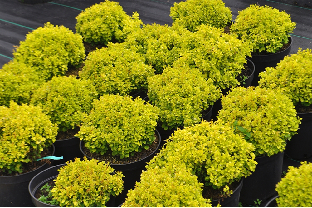 Барбарис Тунберга Спешиал Голд (Berberis thunbergii 'Special Gold')