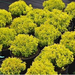 Барбарис Тунберга Спешиал Голд (Berberis thunbergii 'Special Gold')