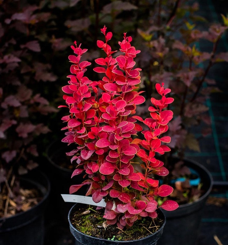Барбарис Тунберга Лютин Руж (Berberis thunbergii 'Lutin Rouge')