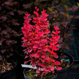 Барбарис Тунберга Лютин Руж (Berberis thunbergii 'Lutin Rouge')