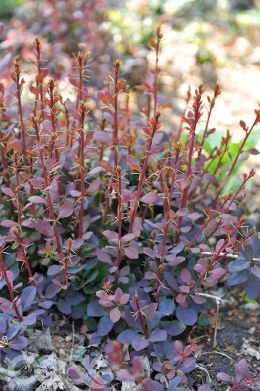 Барбарис оттавский Декора (Berberis × ottawensis 'Decora')