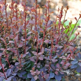 Барбарис оттавский Декора (Berberis × ottawensis 'Decora')