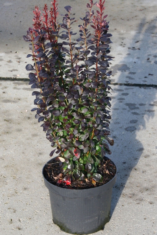 Барбарис Тунберга Хелмонд Пиллар (Berberis thunbergii 'Helmond Pillar')