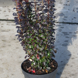 Барбарис Тунберга Хелмонд Пиллар (Berberis thunbergii 'Helmond Pillar')