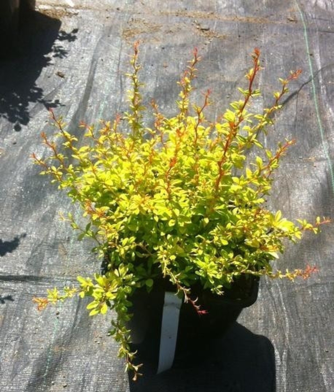 Барбарис Тунберга Голден Дрим (Berberis thunbergii 'Golden Dream')